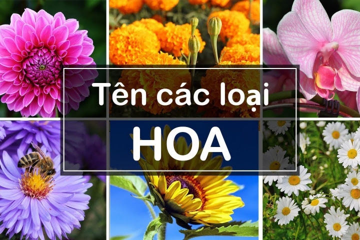 TÊN CÁC LOẠI HOA TRONG TIẾNG HÀN
