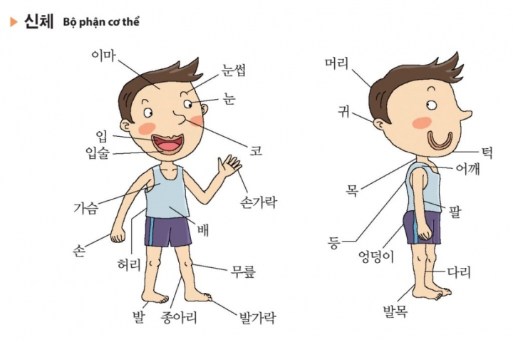 TỪ VỰNG TIẾNG HÀN VỀ CƠ THỂ NGƯỜI